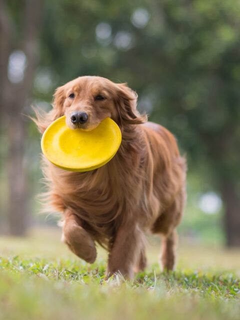 Golden retriever carrying a yellow frisbee on grass at the Bob Apartments